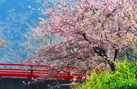 武汉水生花卉园