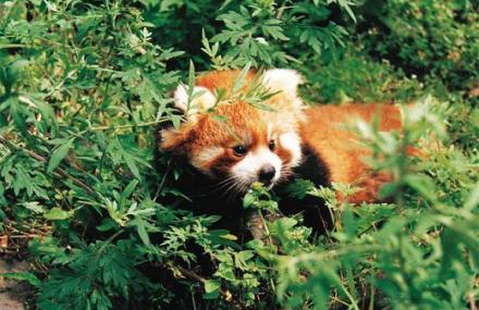 阿坝州小熊猫生态馆