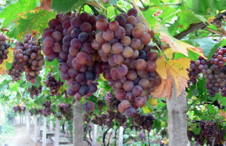 昌都东坝野生葡萄田园风光