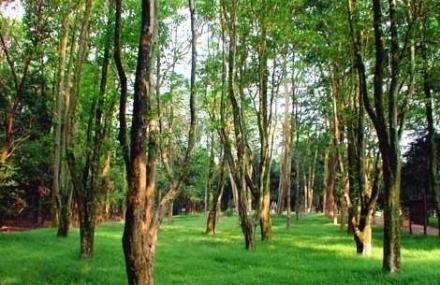 延安劳山森林公园