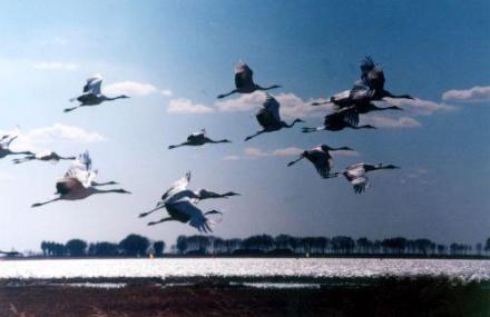 盐城丹顶鹤自然保护区