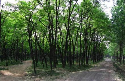 湖州梁希森林公园