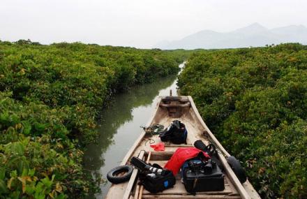 漳州红树林