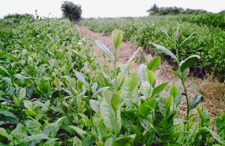 苏州吴县高科技农业园