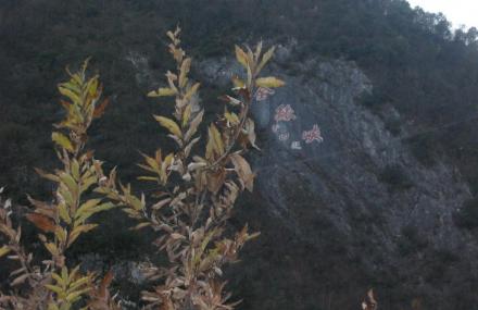 商洛花石浪遗址