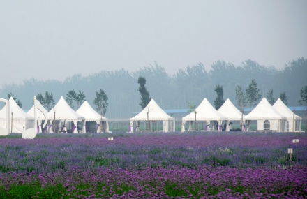 北京蓝调薰衣草庄园