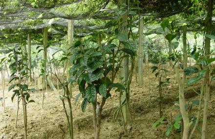 防城港金花茶保护区