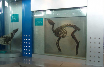 潍坊两栖类化石