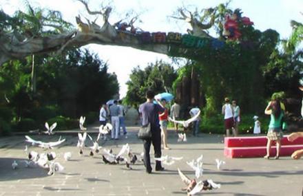 定安名鸽广场