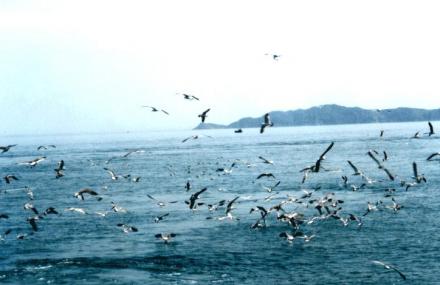 烟台长岛候鸟驿站