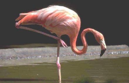 海口火烈鸟餐厅