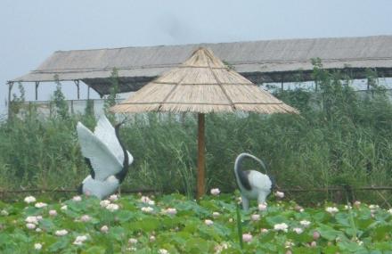 保定白洋淀休闲岛