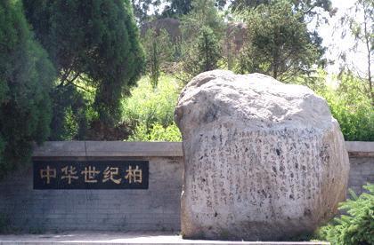 延安中华世纪柏