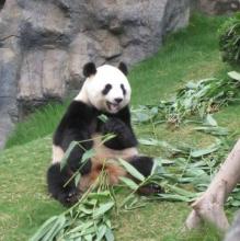香港熊猫山庄