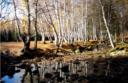 阿勒泰白桦公园