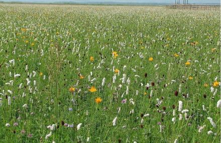张家口五花草甸