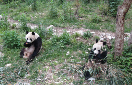 汉中大坪峪大熊猫