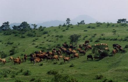 宜昌百里荒生态旅游区