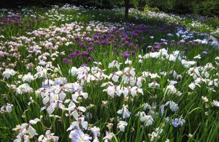 延边鸢尾花园