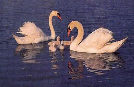 威海荣城天鹅湖