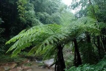 自贡金花桫椤谷