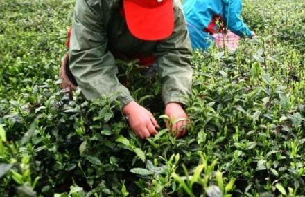 舟山茶人谷生态旅游区