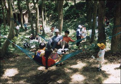 舟山樟树林