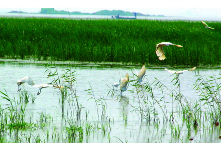 泰安东平湖湿地