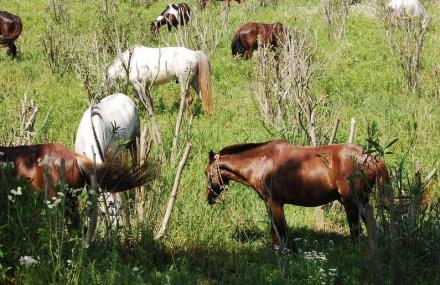 上海滨海森林公园