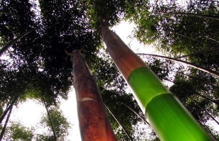 洛阳绿竹风情园