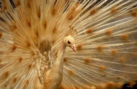 雅安夜间动物园