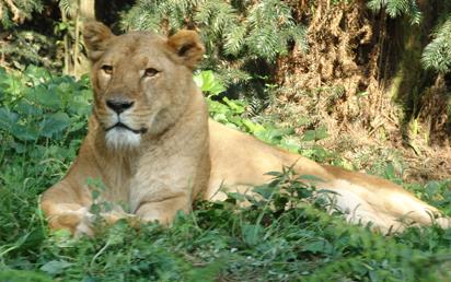 雅安散放动物区