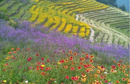 福州花海梯田
