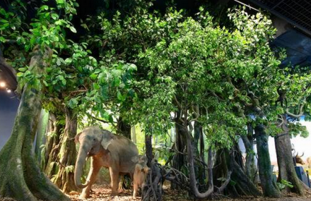 万宁天涯热带雨林博物馆