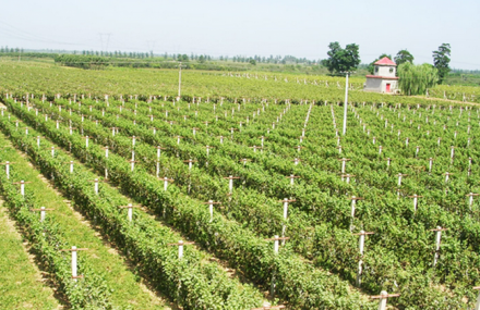 保定黄家营葡萄酒庄