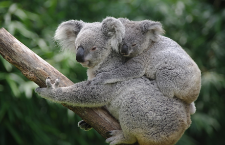 广州长隆香江野生动物世界
