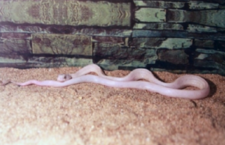 厦门鼓浪屿珍奇世界馆