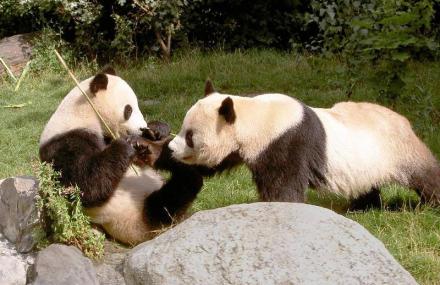成都熊猫基地