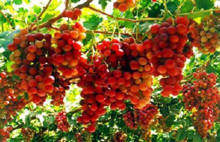 重庆金果园生态旅游区