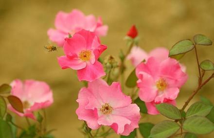 临沂动植物园旅游区