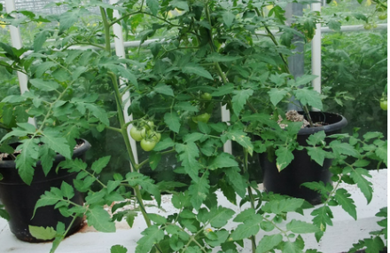 上海孙桥现代农业开发区