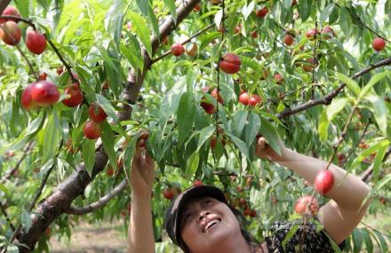 北京大芦荡观光采摘园