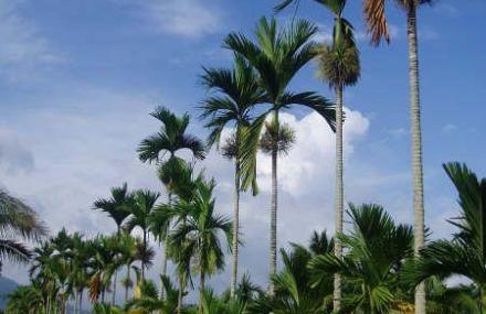 儋州海南热带植物园