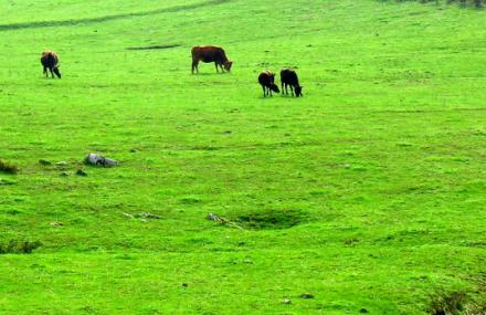 重庆石柱千野草场