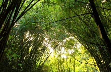 上海滨江森林公园