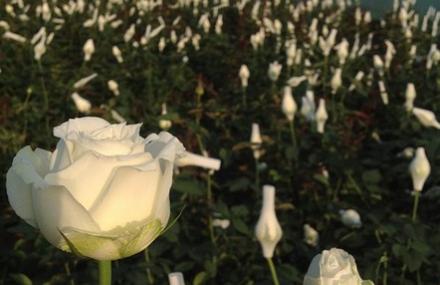 北京凡花小筑采摘园