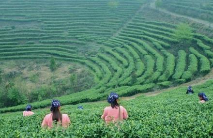 桂林阳朔茶观园景区