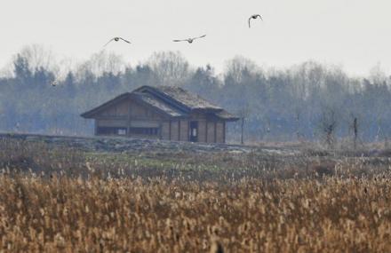 宁波杭州湾湿地