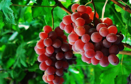 湖州山伯伯四季果园