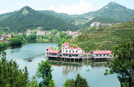 黄冈乌云山茶叶公园